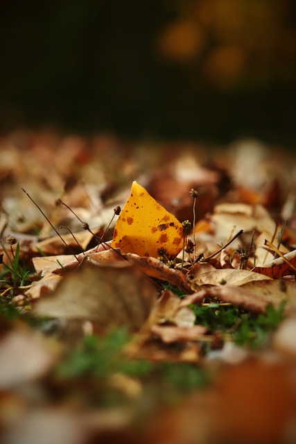 能够将比赛 能够将比赛