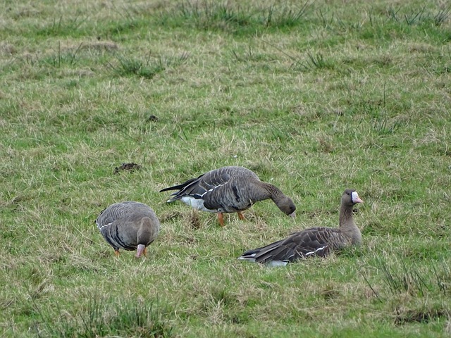 备战策略的 备战策略的