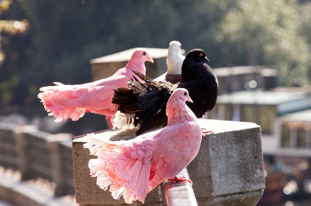 以色列军事 以色列军事